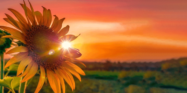 El simbolismo detrás de regalar girasoles